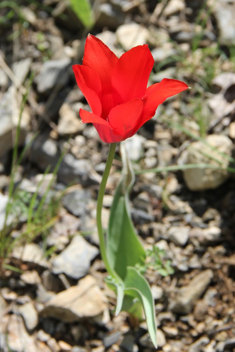 Изображение особи Tulipa butkovii.