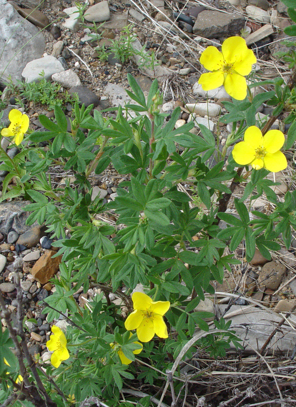 Image of Dasiphora fruticosa specimen.