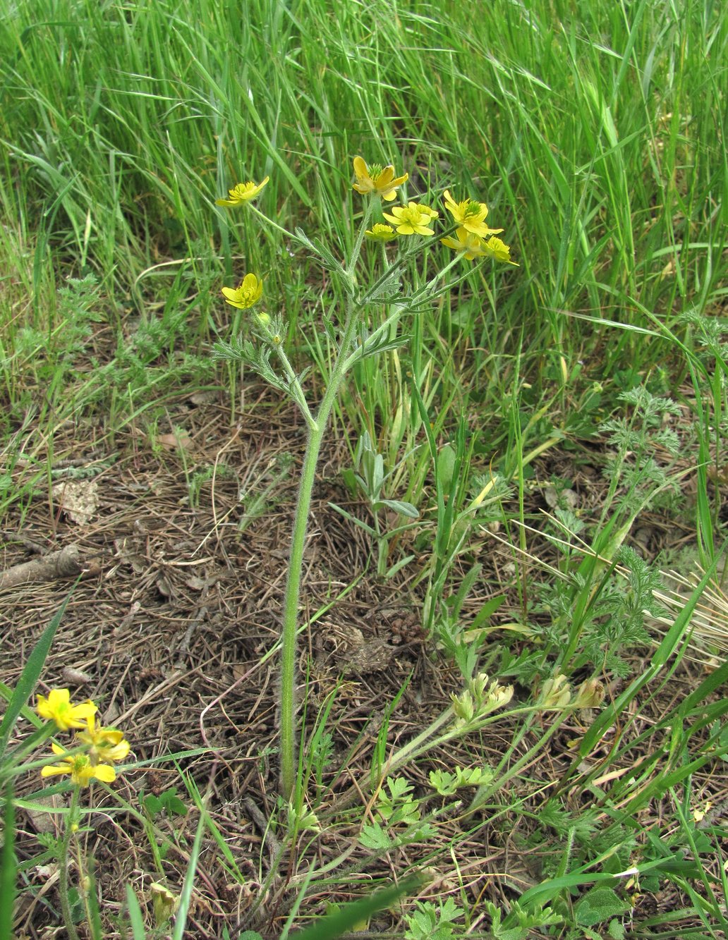 Image of Ranunculus oxyspermus specimen.