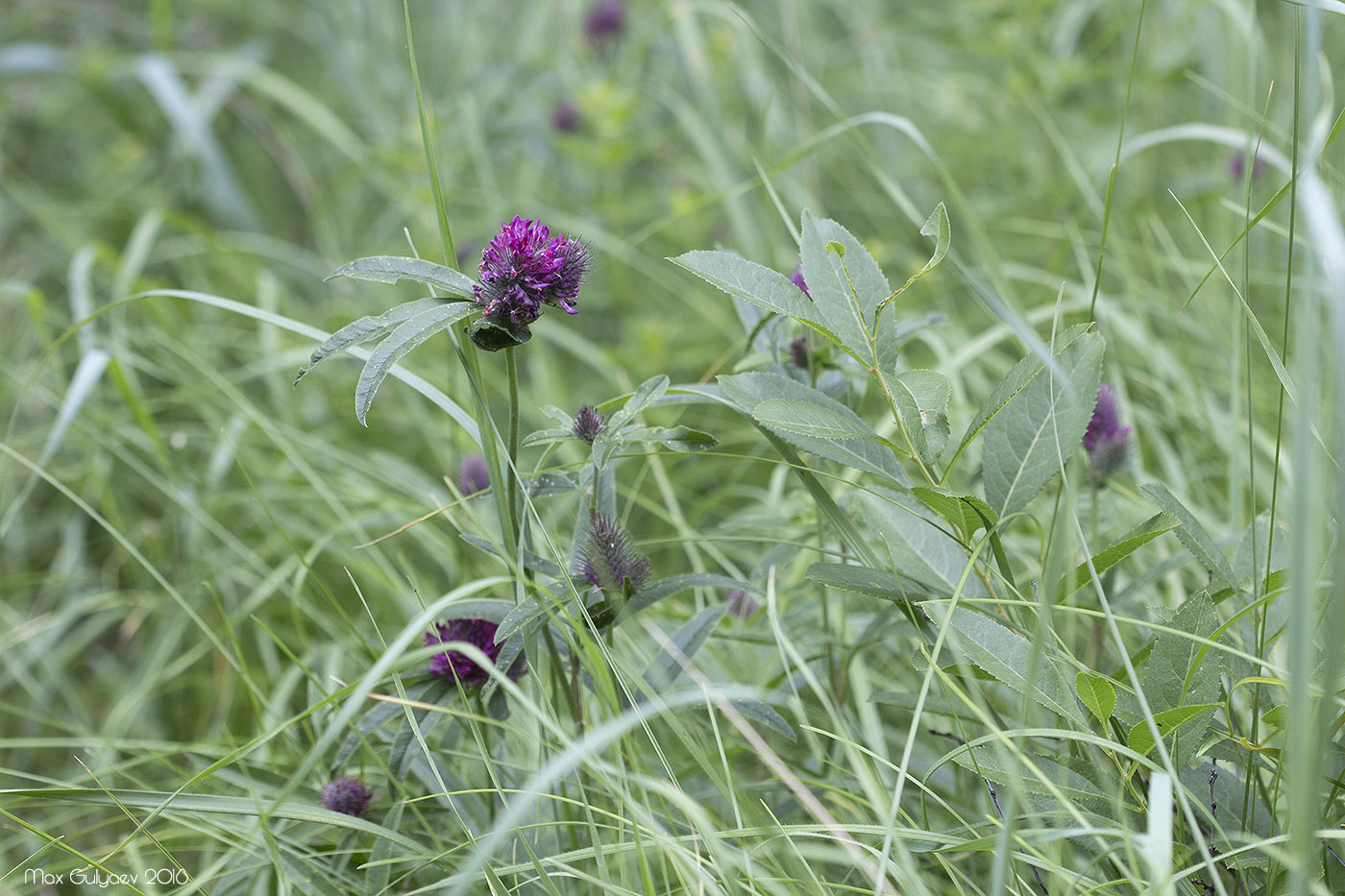 Изображение особи Trifolium alpestre.