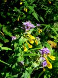 Melampyrum nemorosum