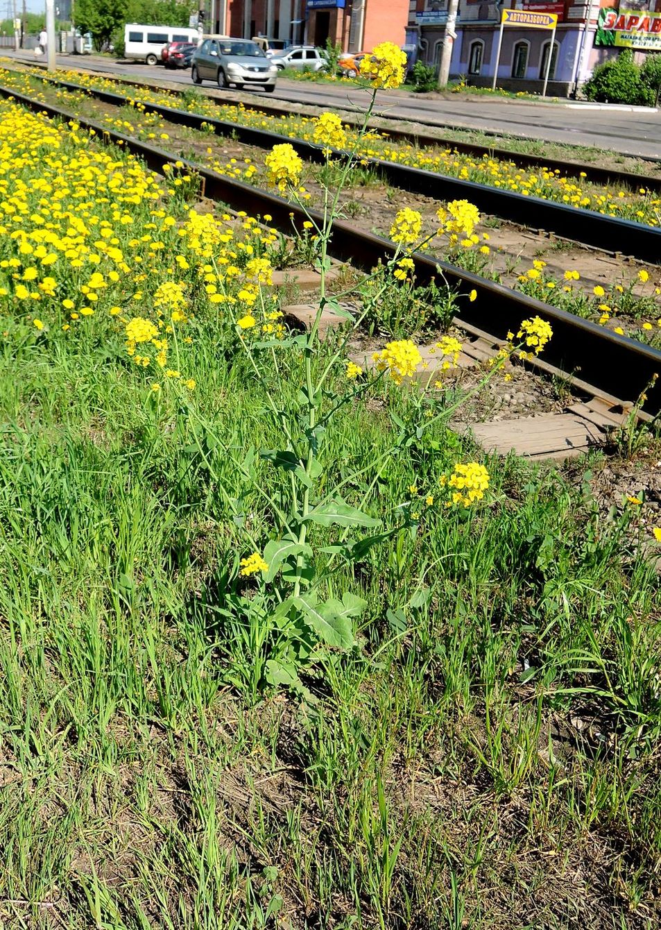 Изображение особи Brassica campestris.