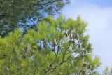 Pinus halepensis