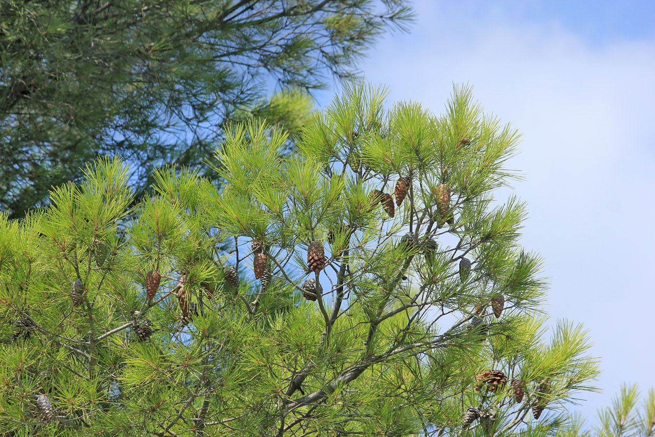 Изображение особи Pinus halepensis.