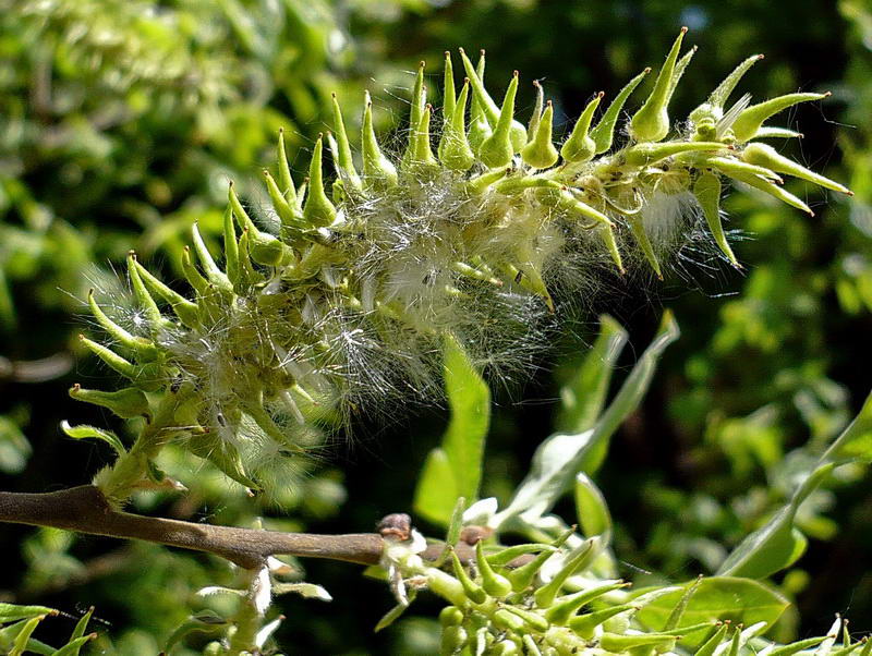 Image of Salix cinerea specimen.
