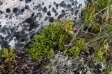 Diphasiastrum complanatum