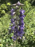 Delphinium iliense