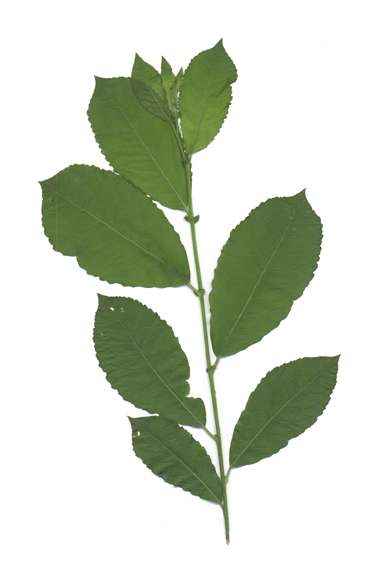 Image of Salix caprea specimen.