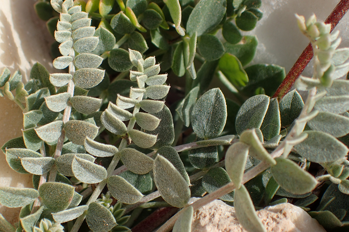 Image of Astragalus spruneri specimen.