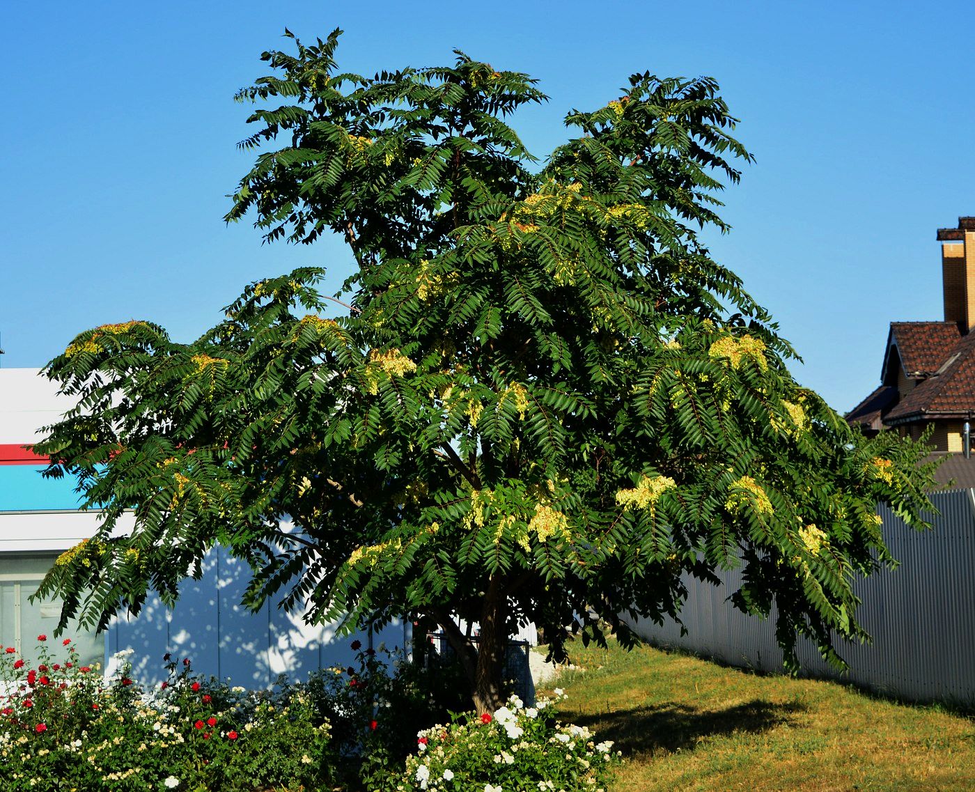 Изображение особи Ailanthus altissima.