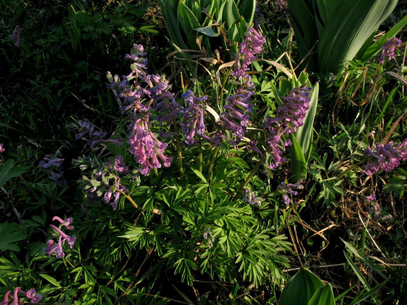 Изображение особи Corydalis nidus-serpentis.