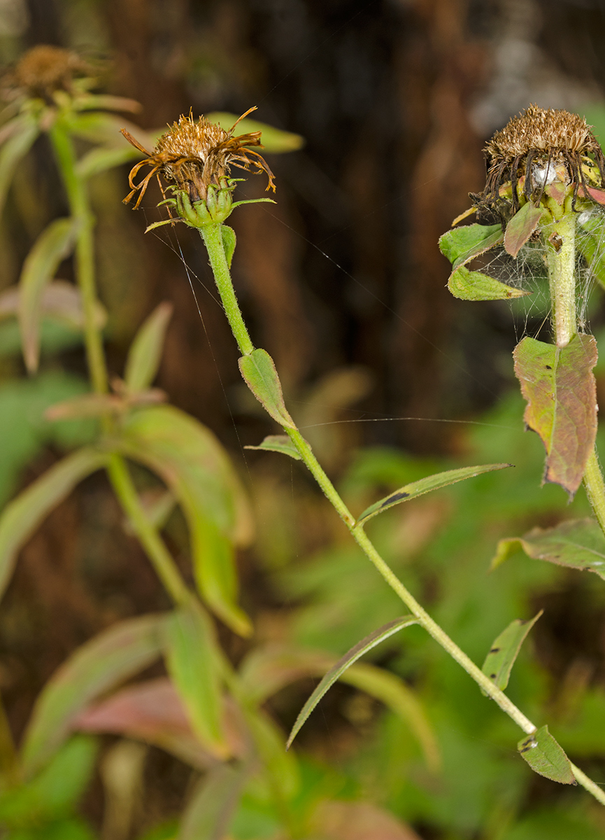 Image of Inula salicina specimen.