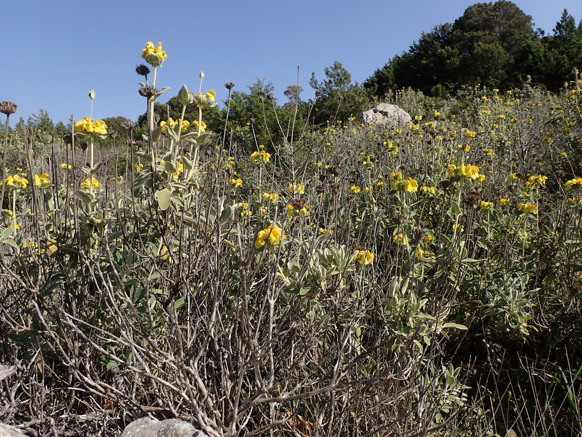 Image of Phlomis fruticosa specimen.