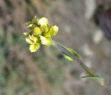 genus Draba