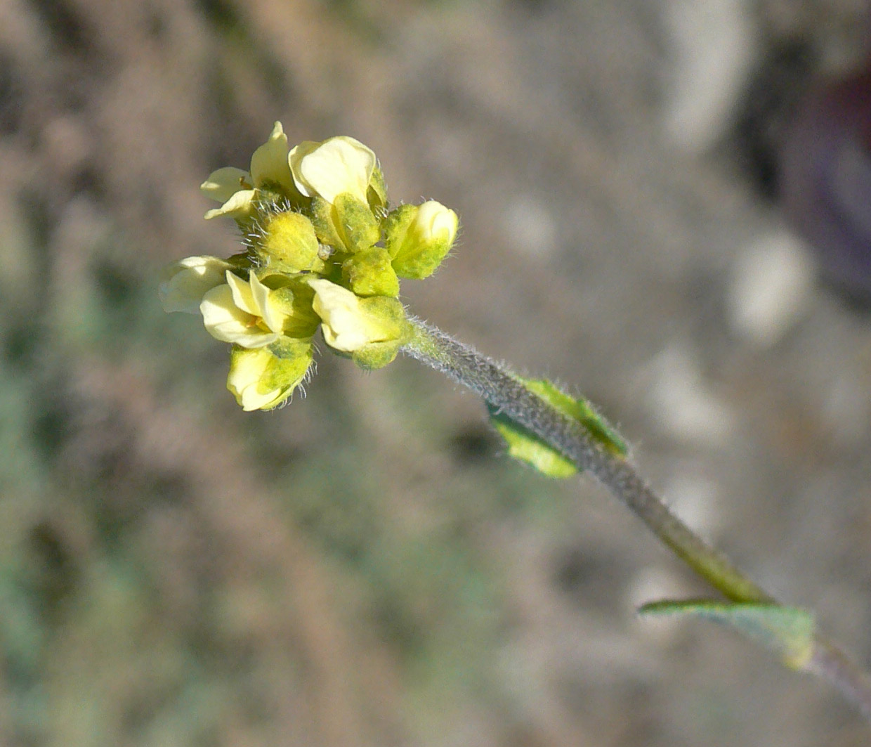 Изображение особи род Draba.