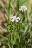 Stellaria holostea. Верхушка цветущего растения. Псковская обл., Великолукский р-н, долина р. Ловать, смешанный лес. 07.05.2018.