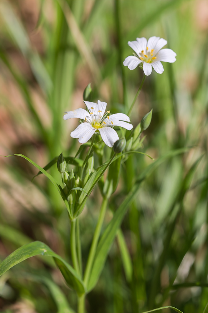 Изображение особи Stellaria holostea.