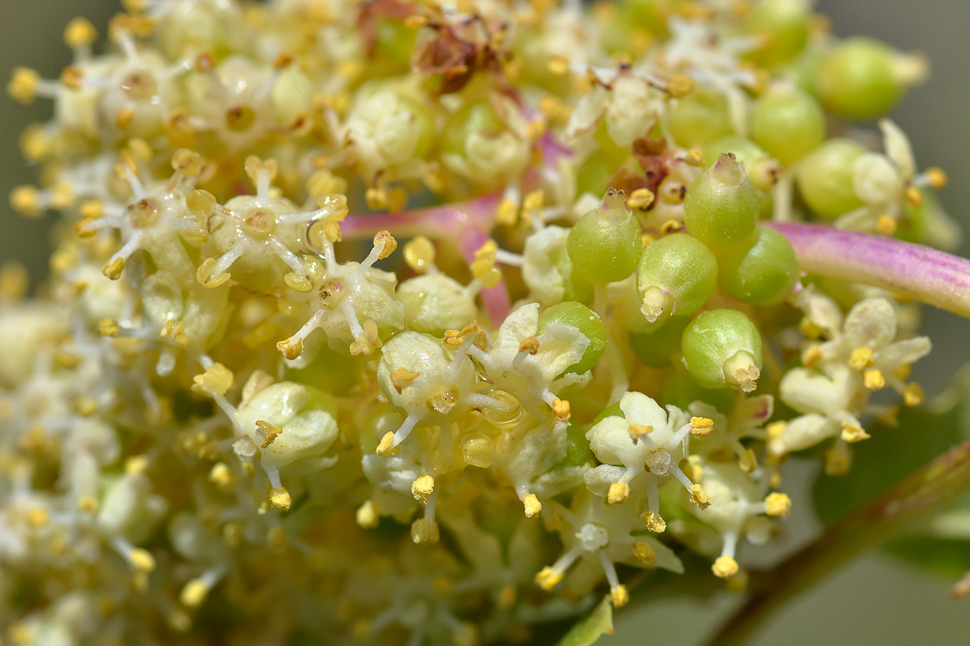 Image of Sambucus racemosa specimen.