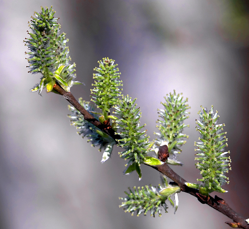 Изображение особи Salix cinerea.