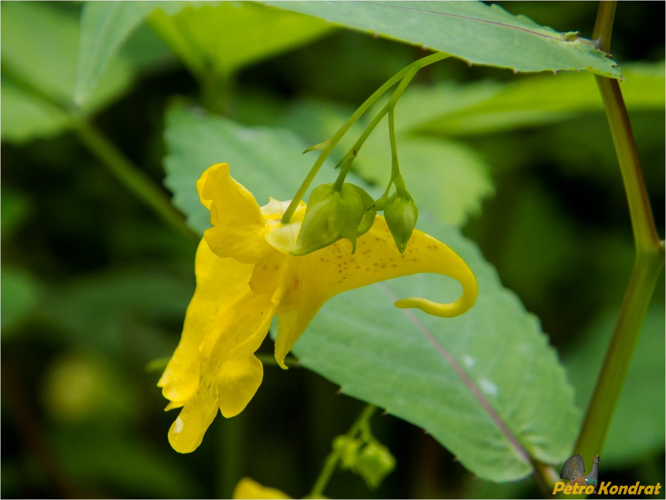 Image of Impatiens noli-tangere specimen.