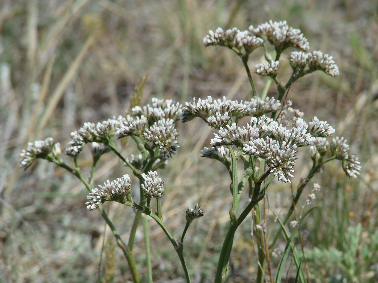 Изображение особи Goniolimon speciosum.