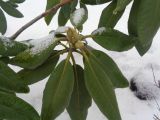 genus Rhododendron