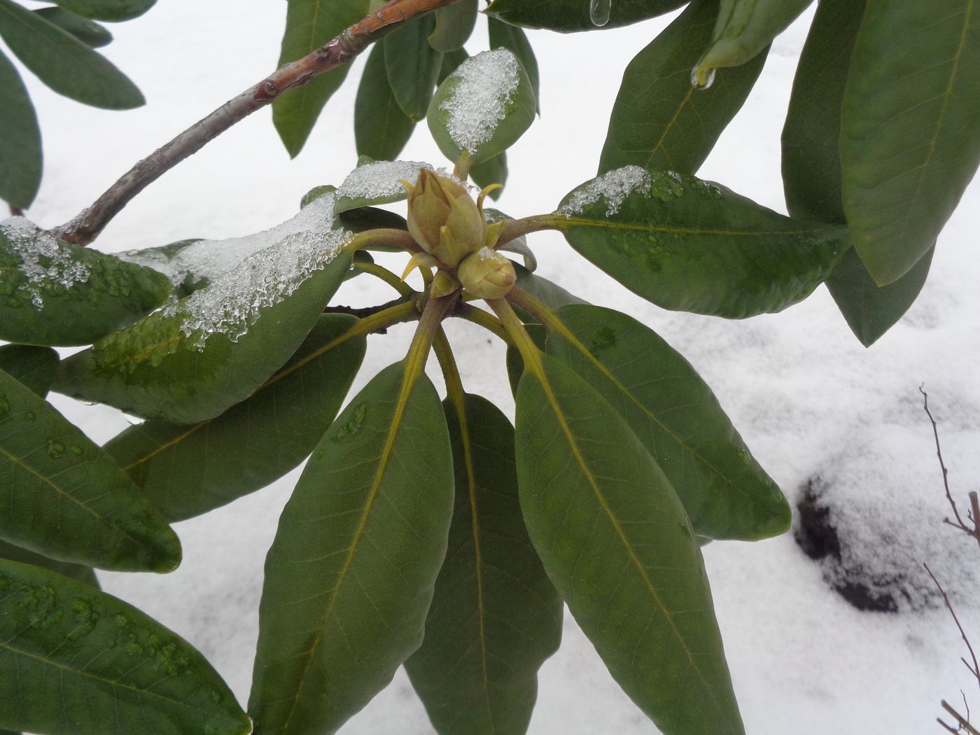 Изображение особи род Rhododendron.