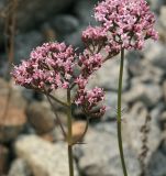 Valeriana alternifolia. Соцветия. Амурская обл., Сковородинский р-н, трасса Амур, граница области с Забайкальским краем, гравийная отсыпка вдоль трассы. 03.07.2016.