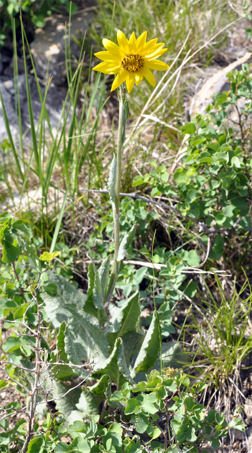 Image of Ligularia robusta specimen.