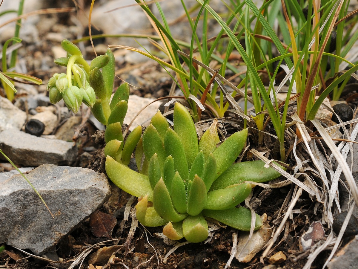 Image of Rosularia alpestris specimen.