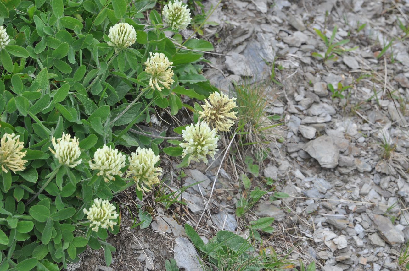 Image of Trifolium canescens specimen.
