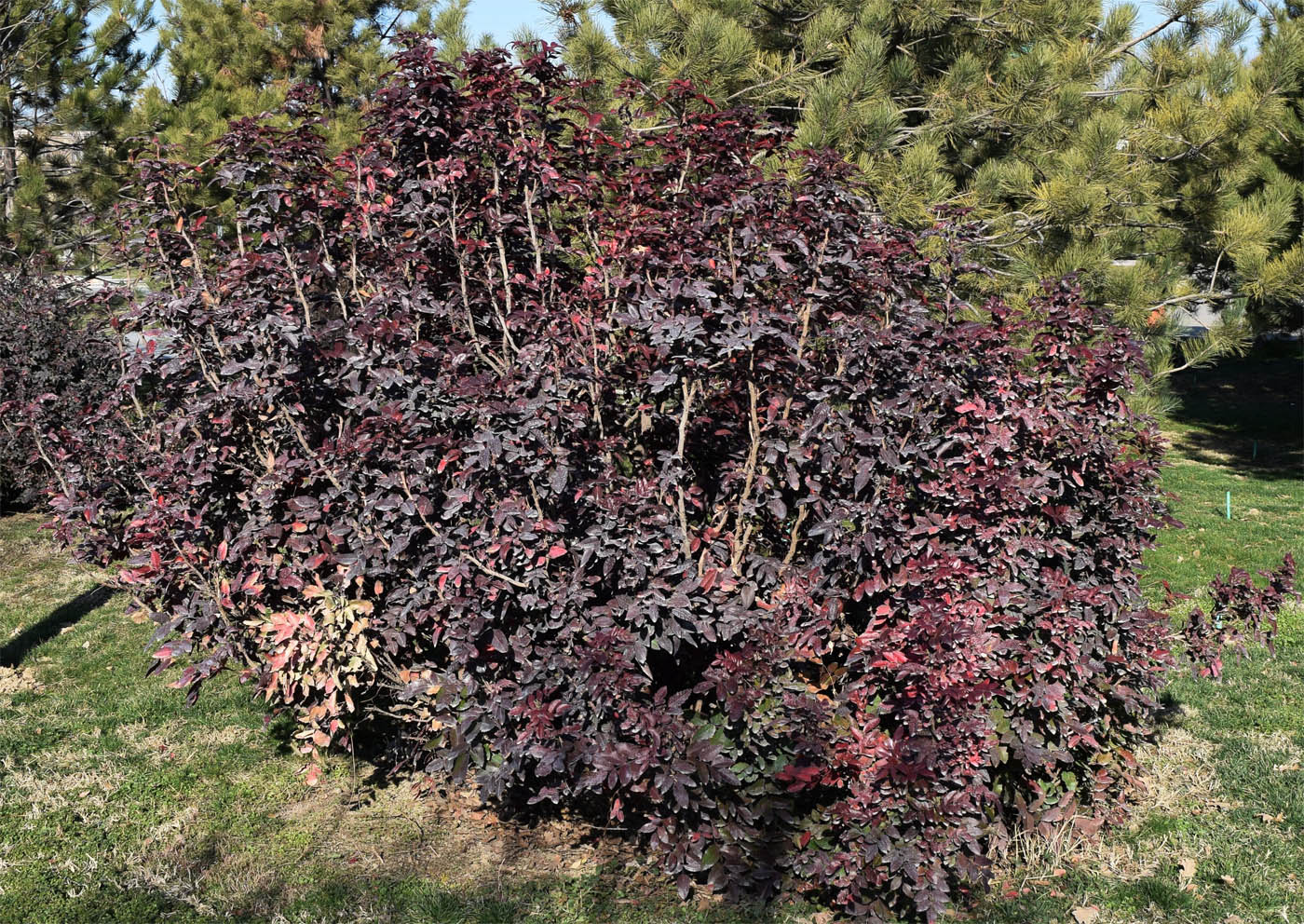 Изображение особи Mahonia aquifolium.