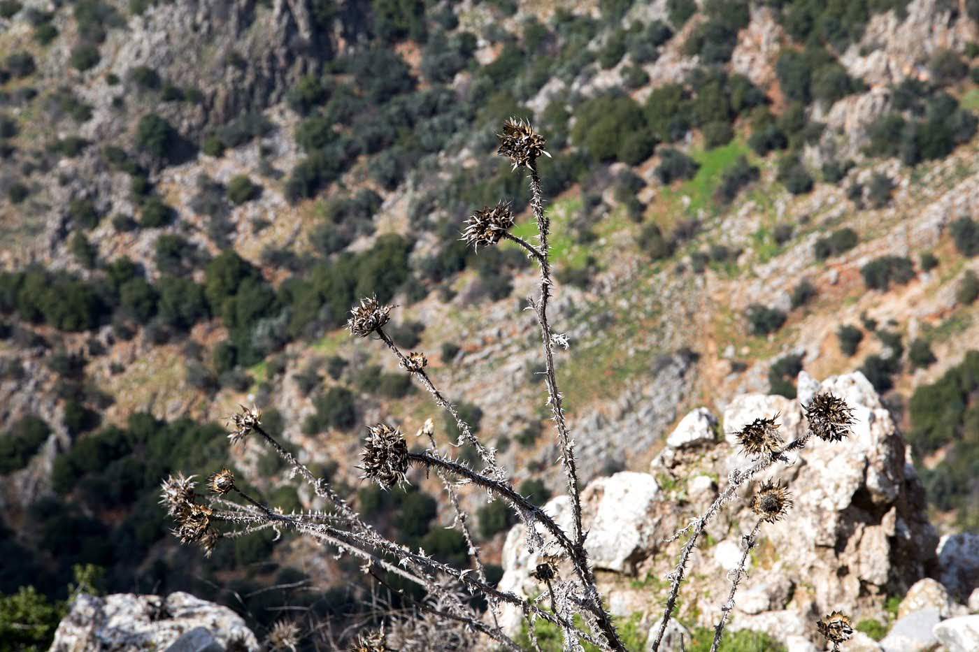 Image of Silybum marianum specimen.