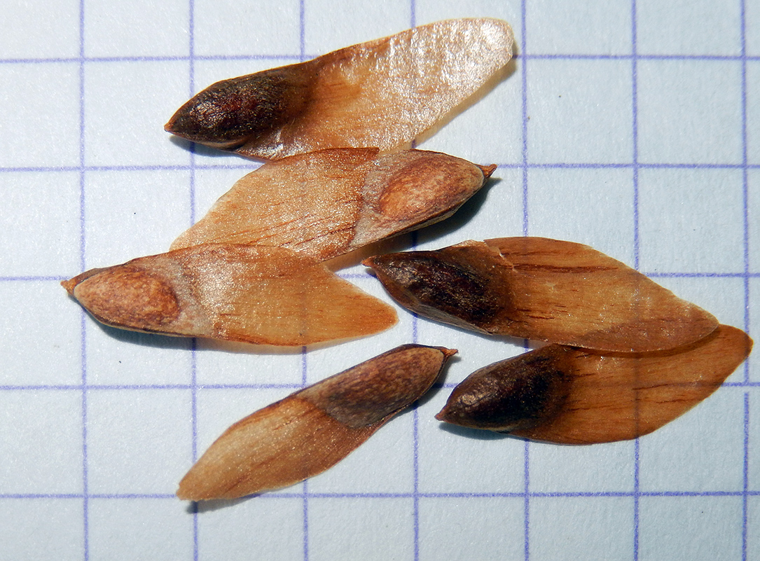 Image of Pseudotsuga menziesii specimen.