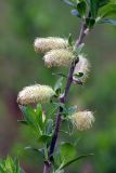 Salix myrsinifolia. Часть ветви с отцветающими мужскими соцветиями. Карельский перешеек, окр. Сертолово, на просеке газопровода. 16.05.2018.