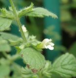 Melissa officinalis. Часть цветущего побега. Краснодарский край, Кущёвский р-н, станица Кущёвская, палисадник. 29.06.2010.