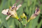 Hemerocallis &times; hybrida