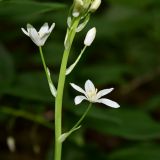 Ornithogalum arcuatum