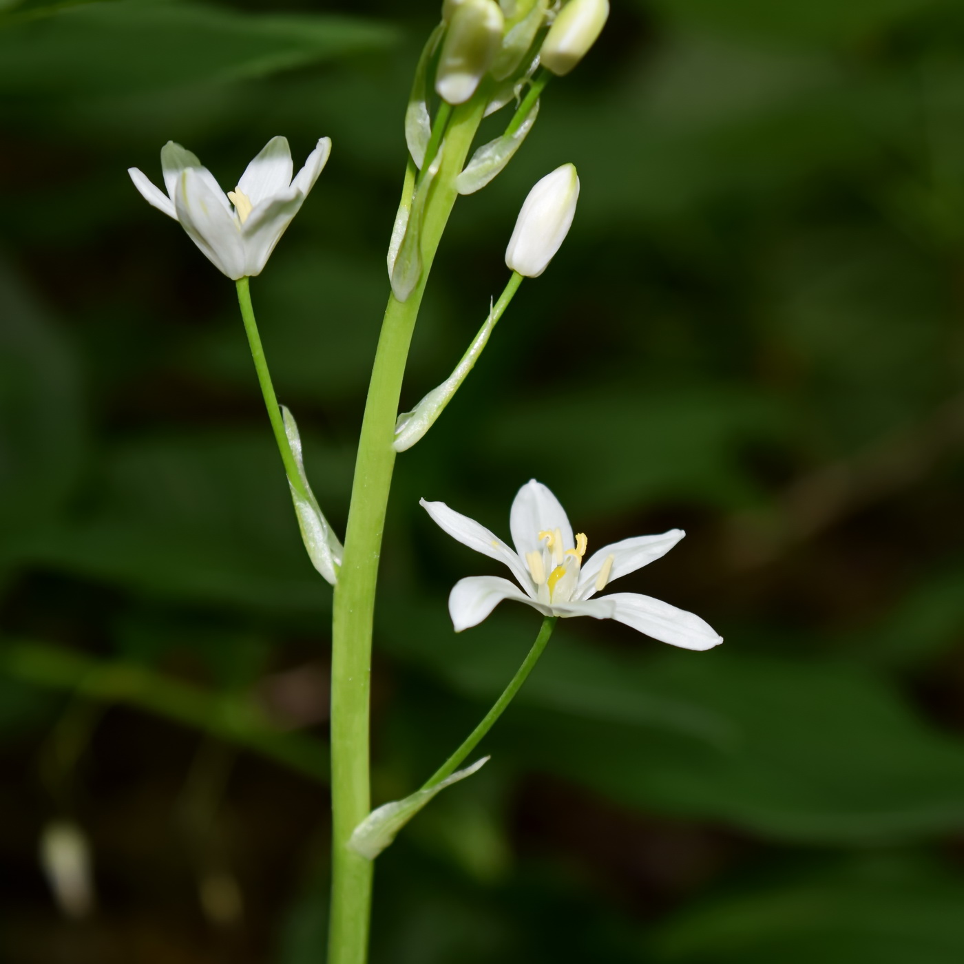 Image of Ornithogalum arcuatum specimen.
