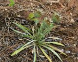 Carlina biebersteinii. Цветущее растение. Республика Татарстан, Камско-Устьинский р-н, окр. с. Тенишево, долина р. Волга, правый берег в р-не Юрьевских пещер, край обрыва. 05.08.2018.