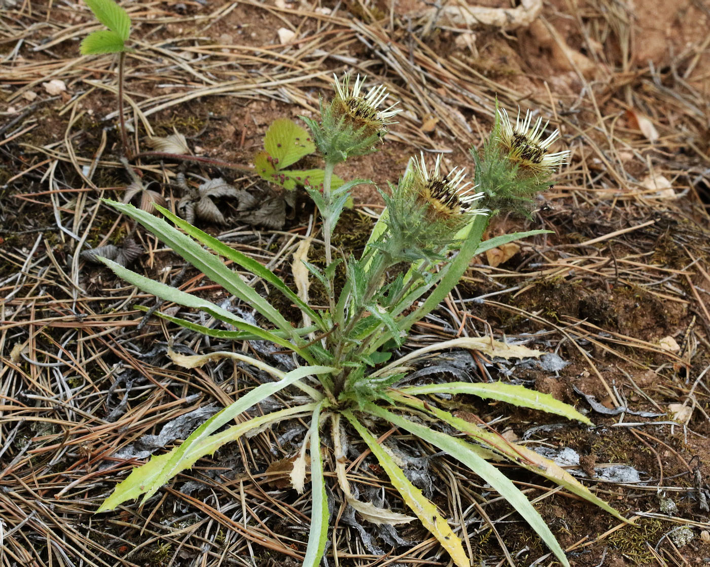 Image of Carlina biebersteinii specimen.