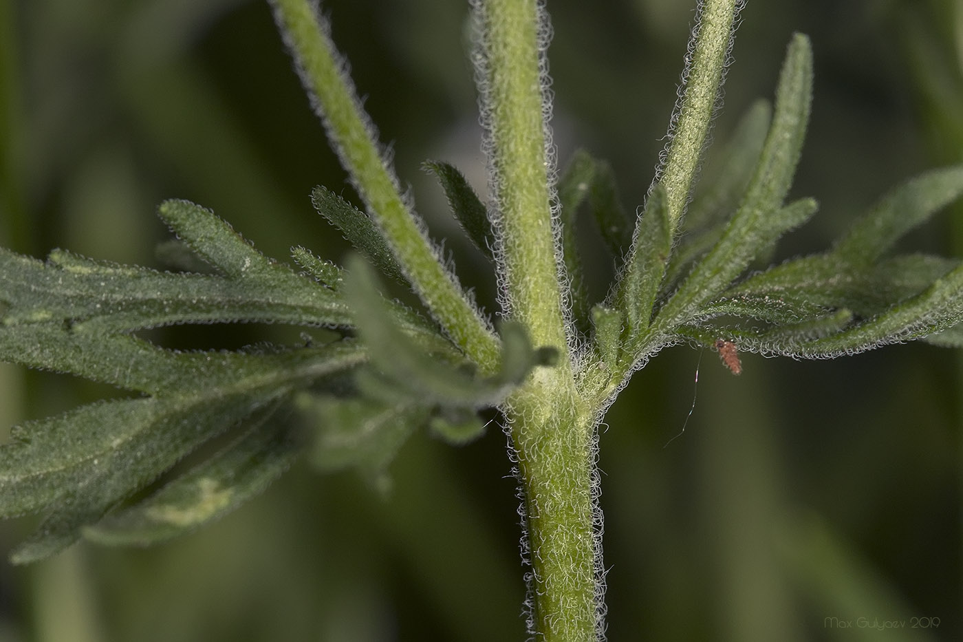 Image of Veronica jacquinii specimen.