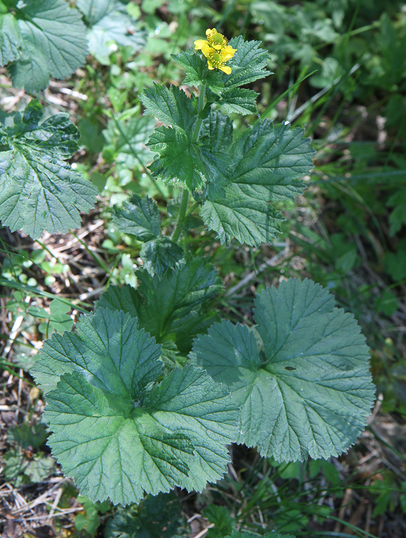 Image of Geum macrophyllum specimen.