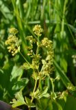 Alchemilla baltica