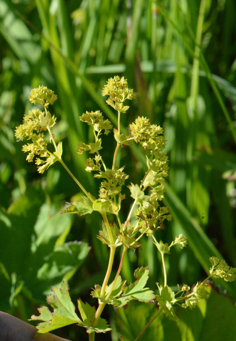 Изображение особи Alchemilla baltica.