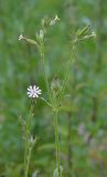 Silene noctiflora