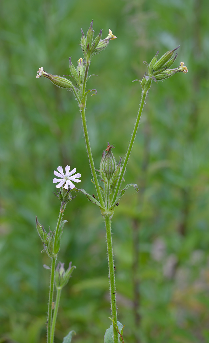 Image of Silene noctiflora specimen.