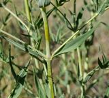 Gypsophila altissima. Средняя часть побега. Челябинская обл., Кизильский р-н, окр. пос. Ершовский, долина р. Урал, травянистая терраса, закустаренная степь. 13 июня 2019 г.