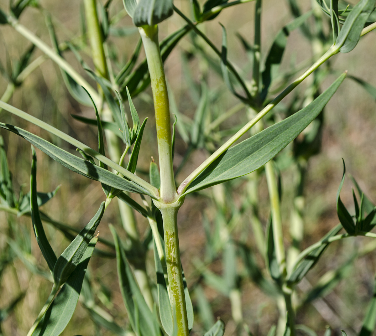 Image of Gypsophila altissima specimen.