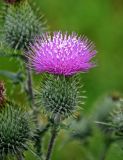 Cirsium vulgare